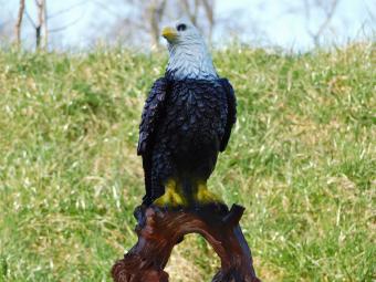 Eagle on Tree Trunk - 37 cm - Polystone