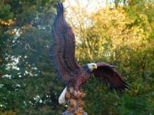 Bald Eagle - 40 x 50 cm - Polystone