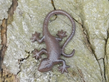 Mooie hagedis, gekko als decoratie, gietijzeren salamander