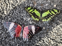 Beautiful set of wall butterflies, beautiful in color and made of metal.