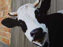 Cow Head Wall Decoration - Metal