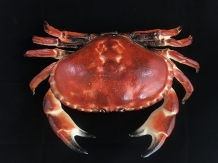 A cast iron crab as a box, jewelry box, very nice!