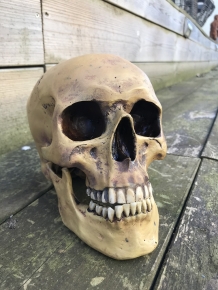 Decoratieve Schedel - Skull - Polystone - 23 cm