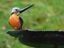 Handmade Feeder with 2 Kingfishers - Garden Stick - Metal