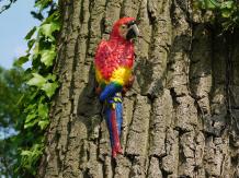 Roter Papagei - Gusseisen