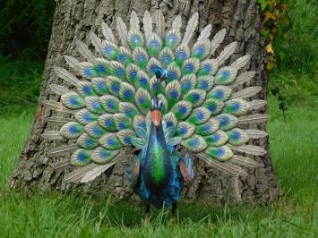 Statue Pfau XL - Metall - vollfarbig