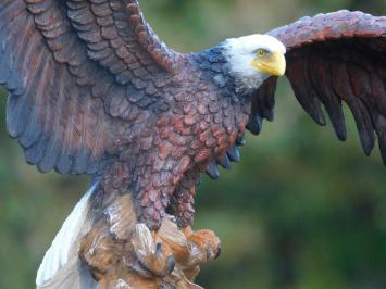 Bald Eagle - 40 x 50 cm - Polystone