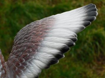 Statue Eagle in Colour - 60 cm - Polystone