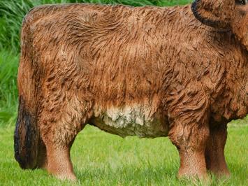 Scottish Highlander XL - 90 cm - Polystone