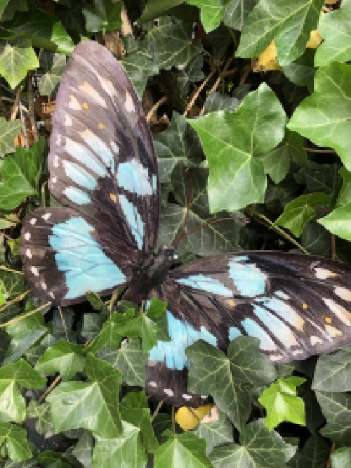 Butterfly, all metal and full blue-green black color.