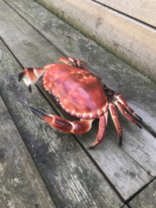 A cast iron crab as a box, jewelry box, very nice!