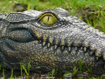 Crocodile head - 35 cm - Polystone