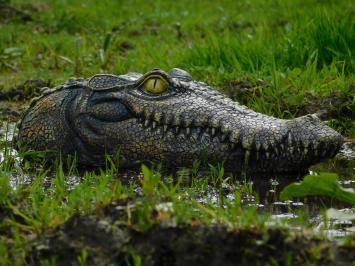 Crocodile head - 35 cm - Polystone