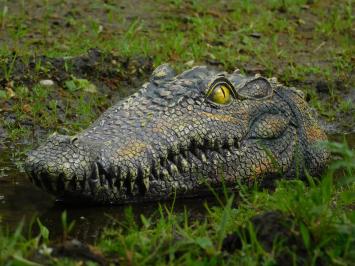 Crocodile head - 35 cm - Polystone