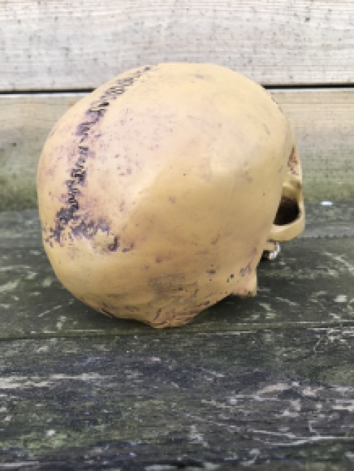 Decoratieve Schedel - Skull - Polystone