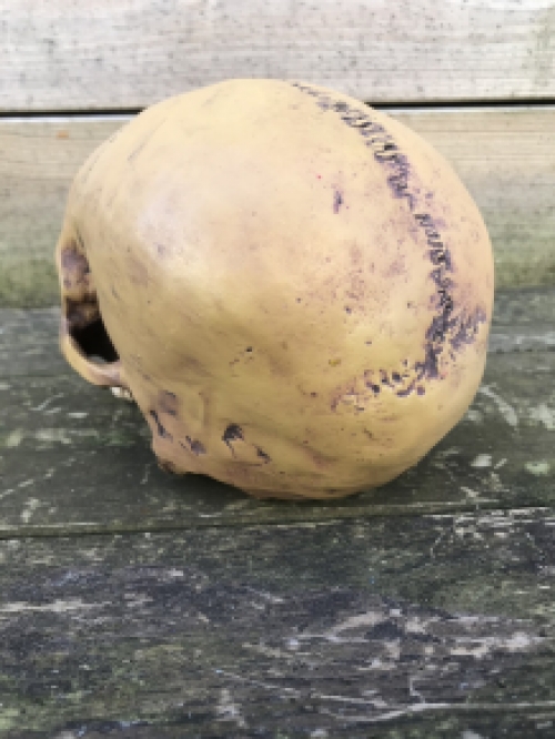 Decorative skull - Skull - Polystone