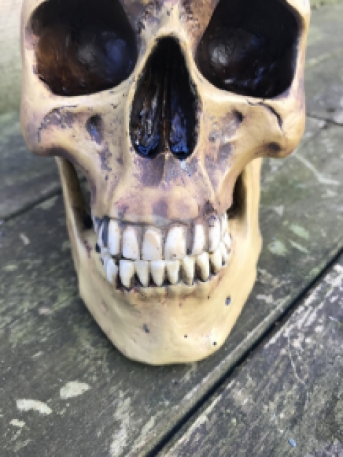 Decorative Skull - Skull - Polystone - 23 cm