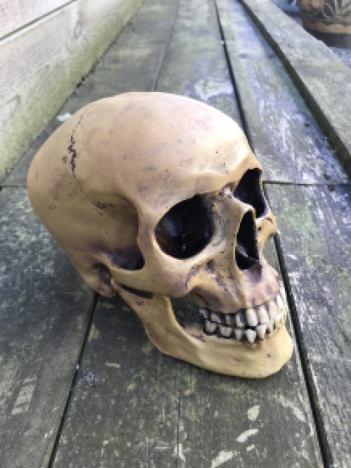 Decoratieve Schedel - Skull - Polystone - 23 cm