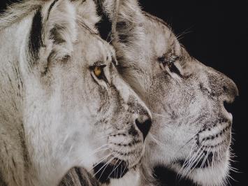 Painting Lion and Lioness - 90 x 60 cm 